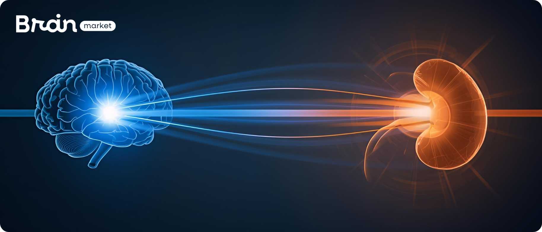 mozek ledviny kortizol